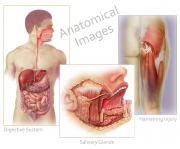 Anatomical Images