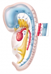 Embryo