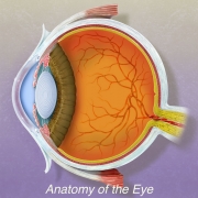 Eye Anatomy