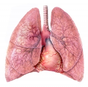 Lungs and Heart
