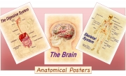 Anatomical Posters