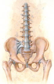 Spinal and Pelvic Ligaments