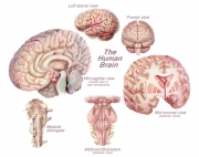 The Human Brain